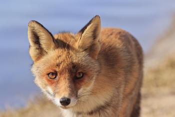 �����齫����ҩˮ��Ƶ��ά�����簲ȫ�����ػ����Ұ�ȫ...